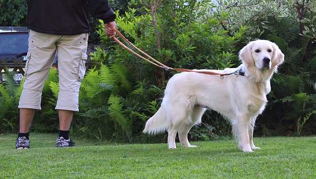 Comment calmer son chien en promenade ?