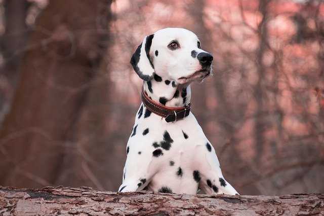 Quel collier choisir pour un chien qui tire ?