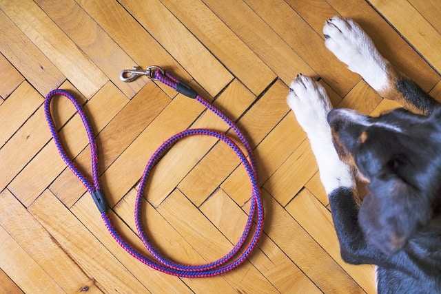 Quelle laisse pour un chien qui tire