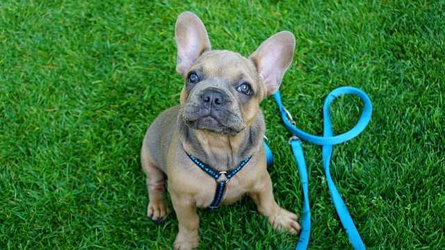 Comment éviter que mon chien tire en laisse