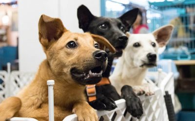 Les associations pour chiens à Caen