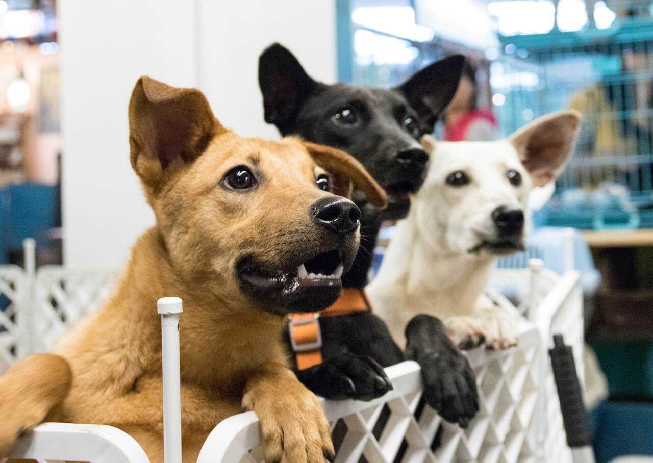 SPA Caen association chien