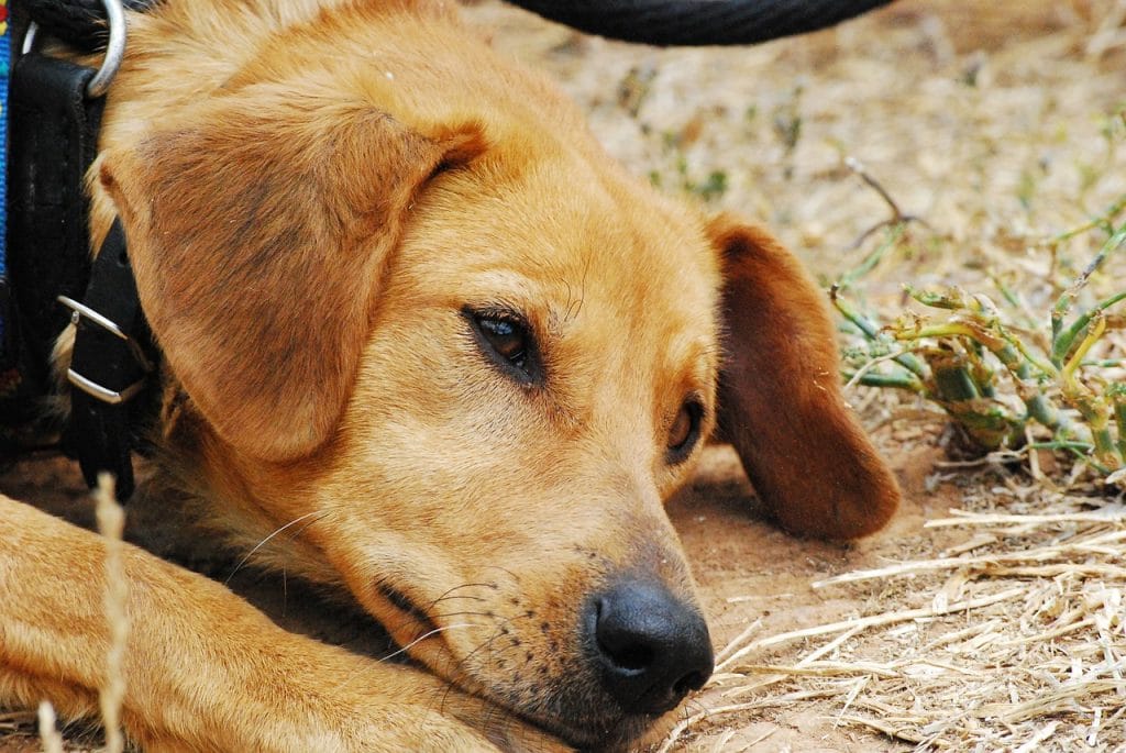 refuge pour chiens caen