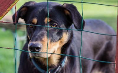 Quels sont les Refuges pour Chien à Caen ?