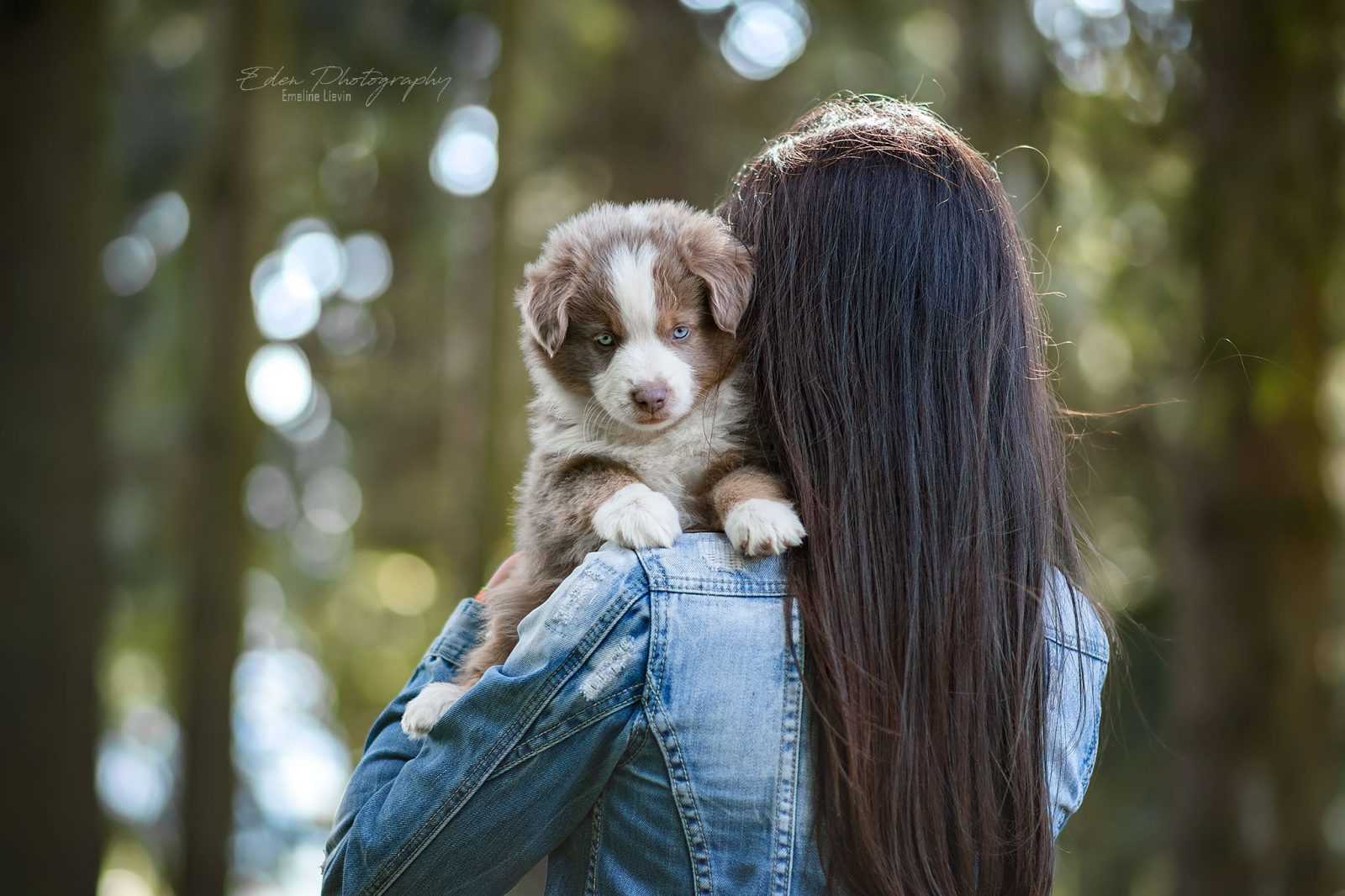 berger américain miniature rouge merle