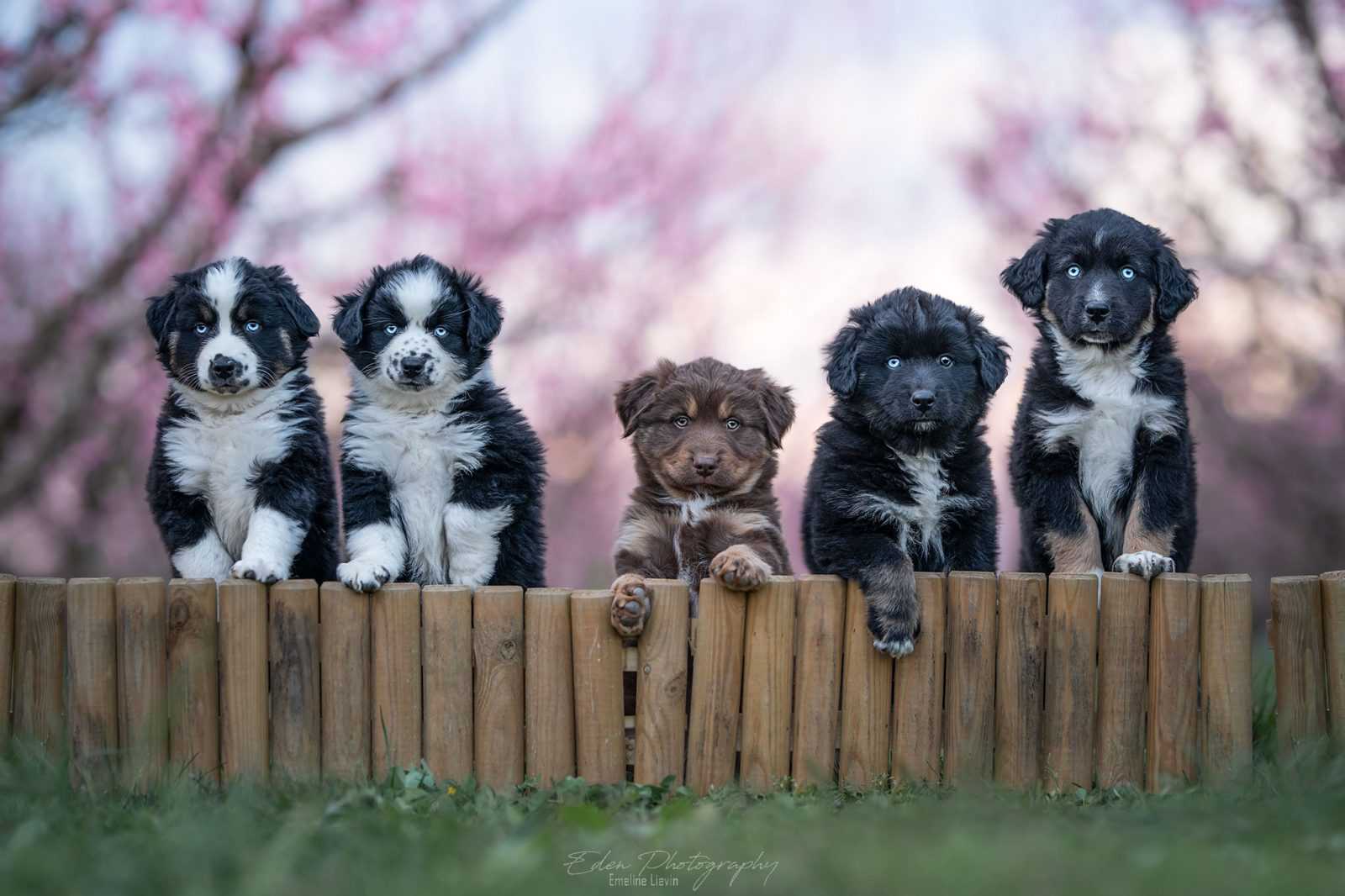 berger américain miniature chiot