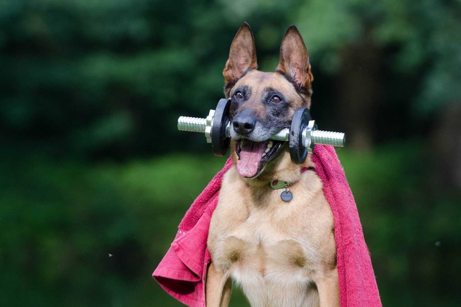 chien hyperactif
