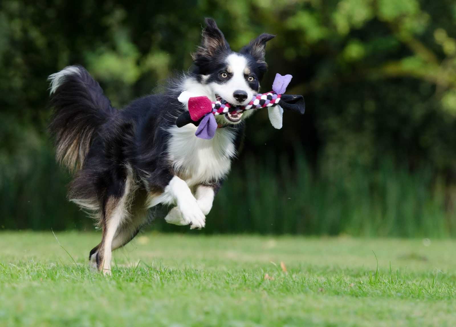 jouet pour chien hyperactif