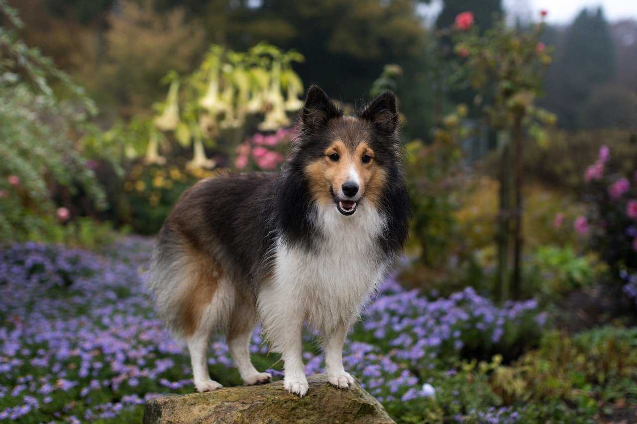 comment apprendre le rappel à son chien