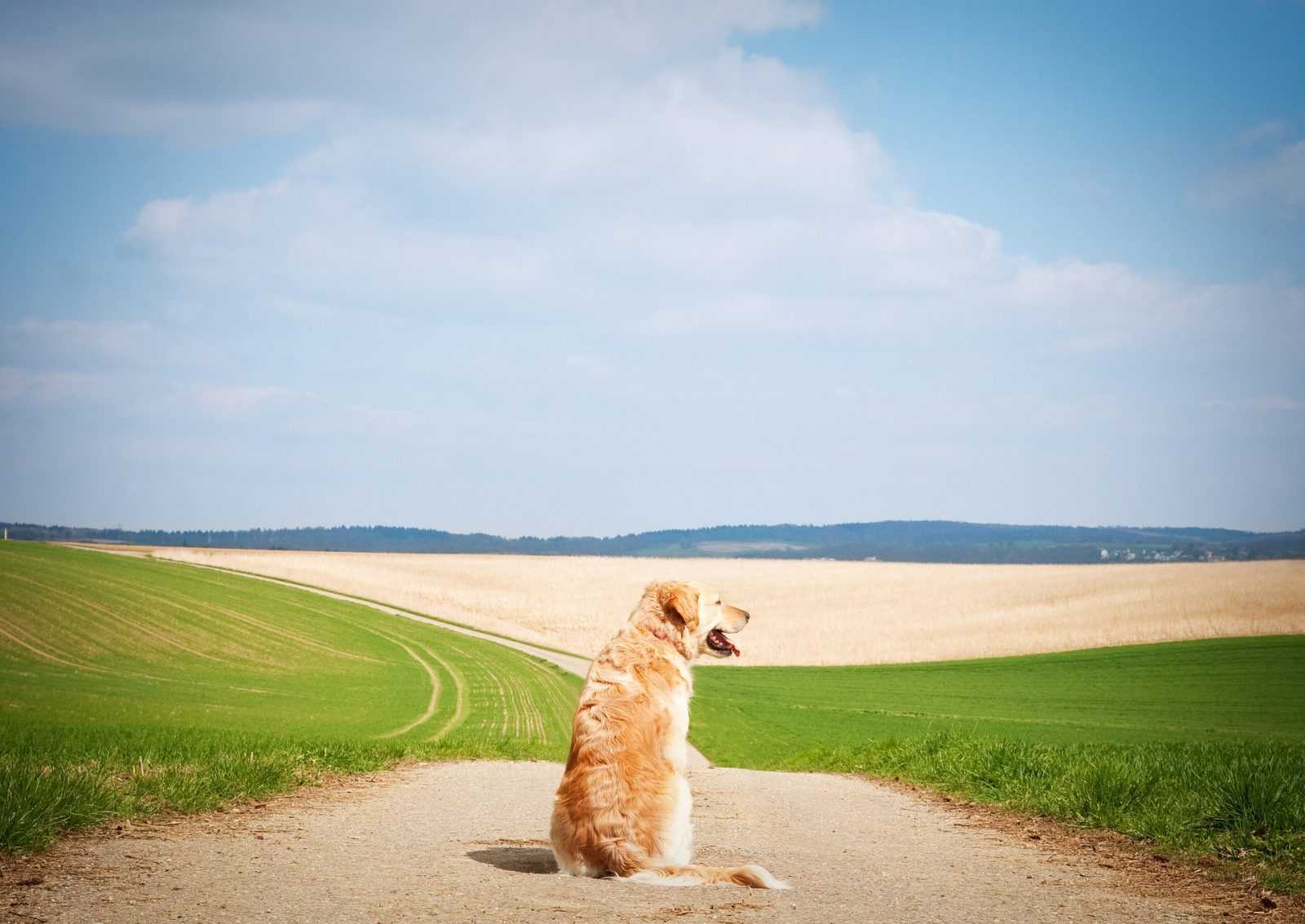 apprendre le rappel à son chien