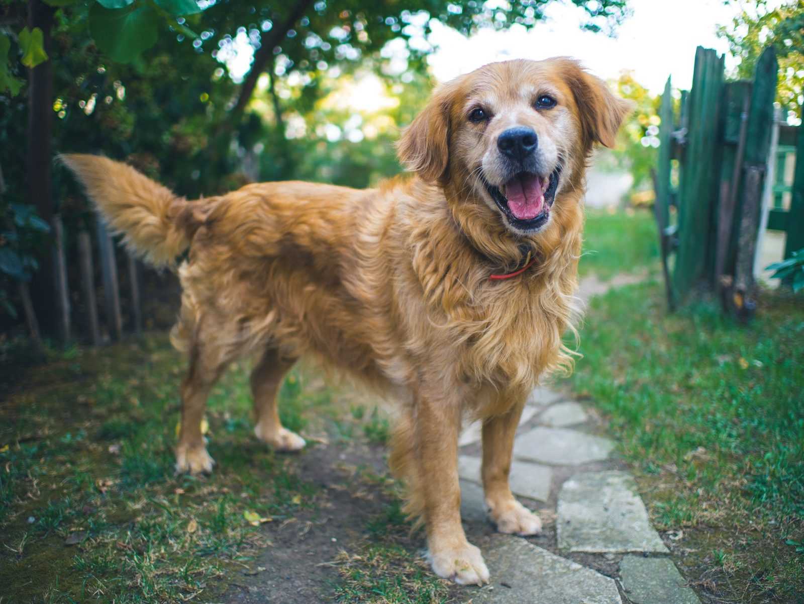 rappel du chien