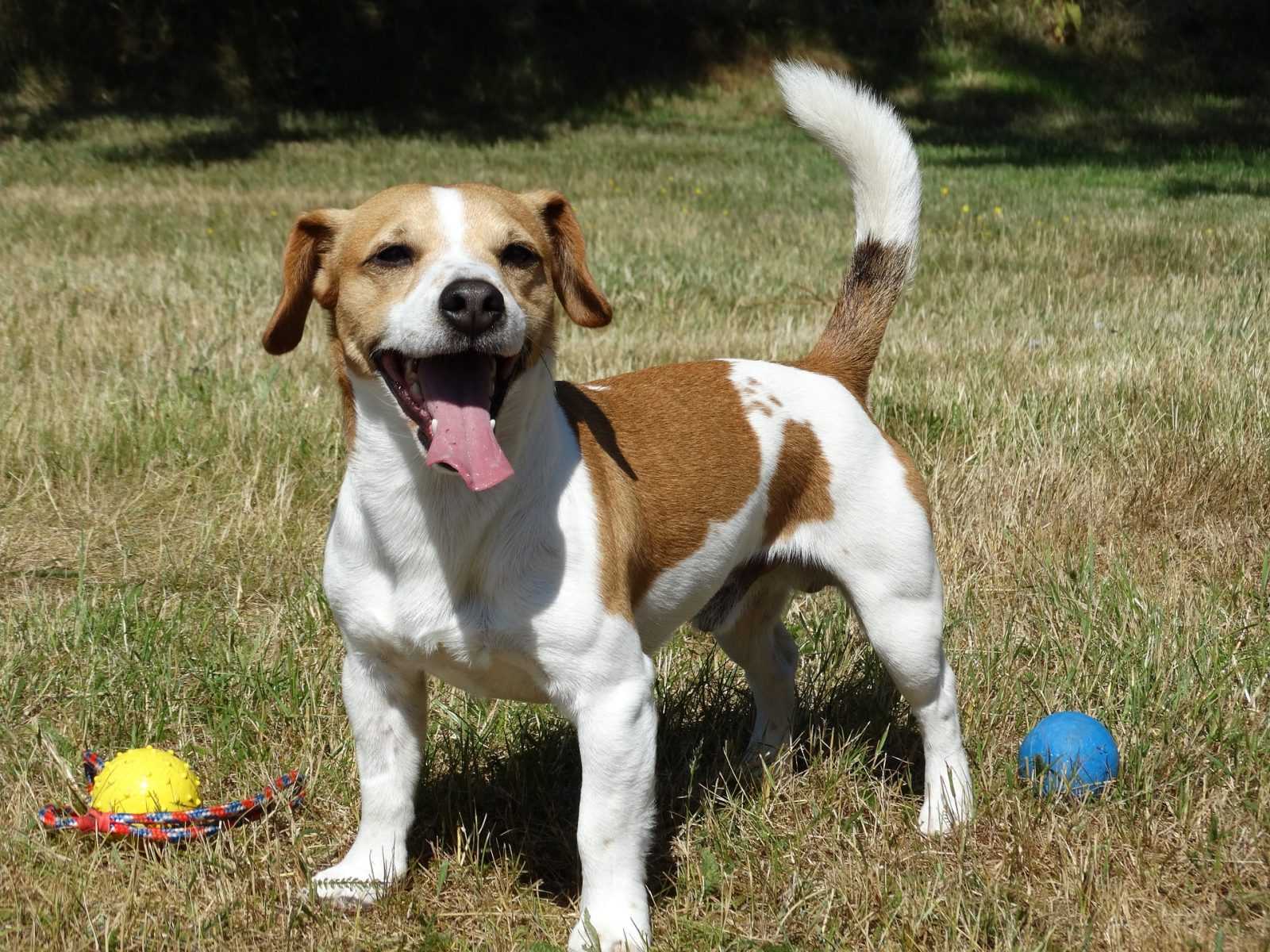 symptome chien hyperactif