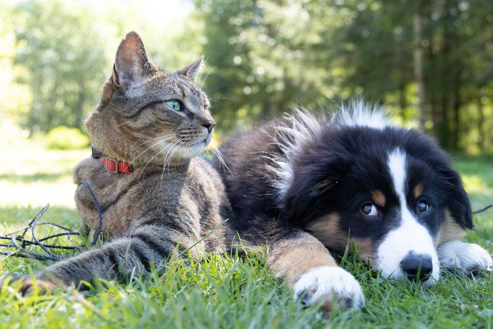 comment faire accepter un chaton à un chien
