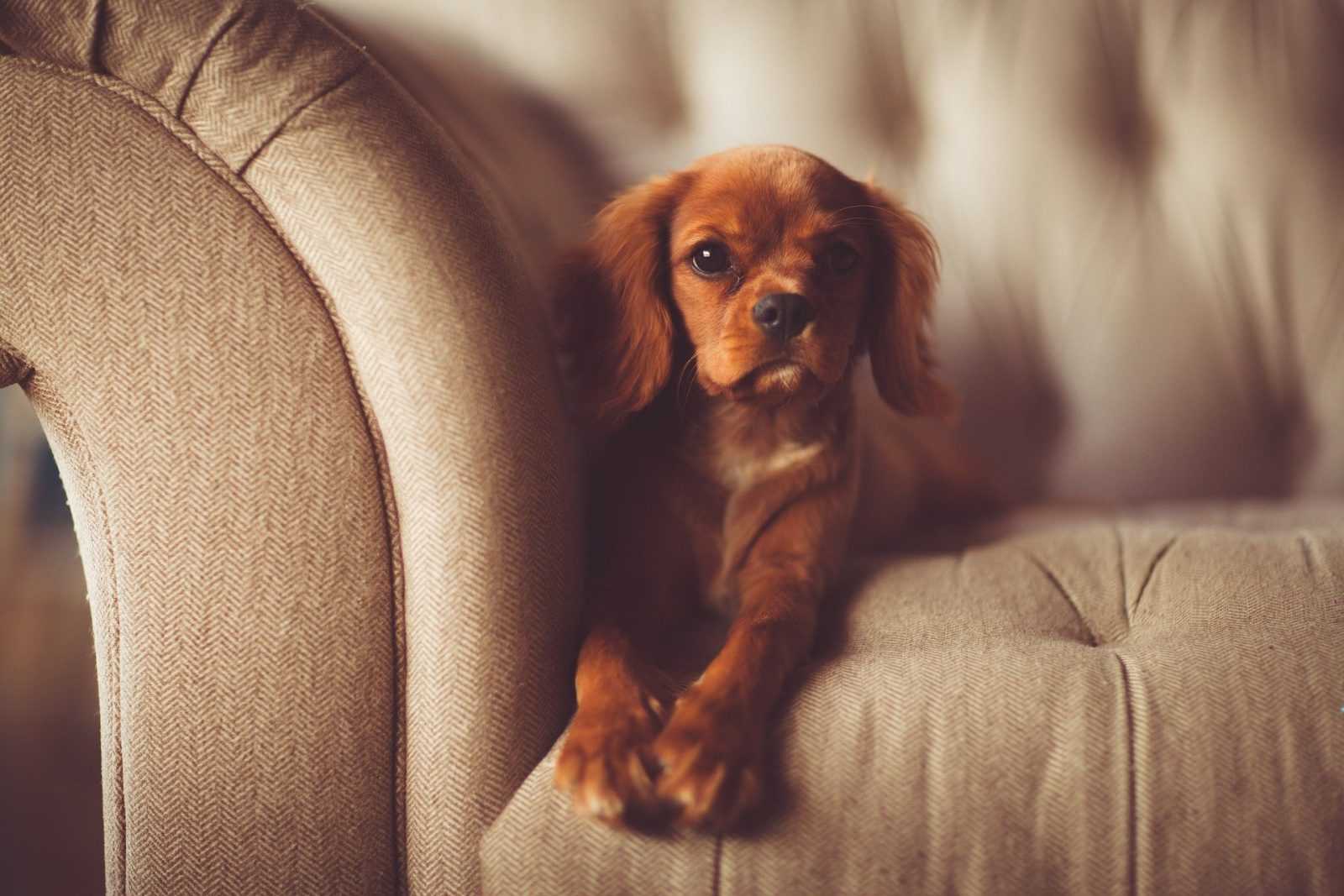chien propre