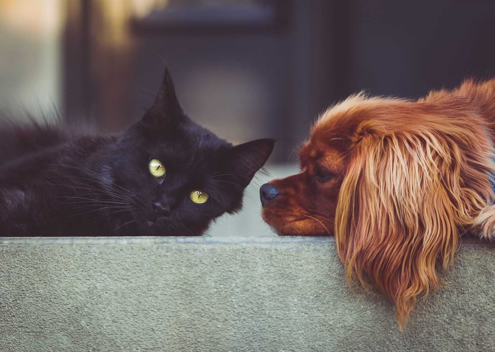 race de chien compatible avec les chats