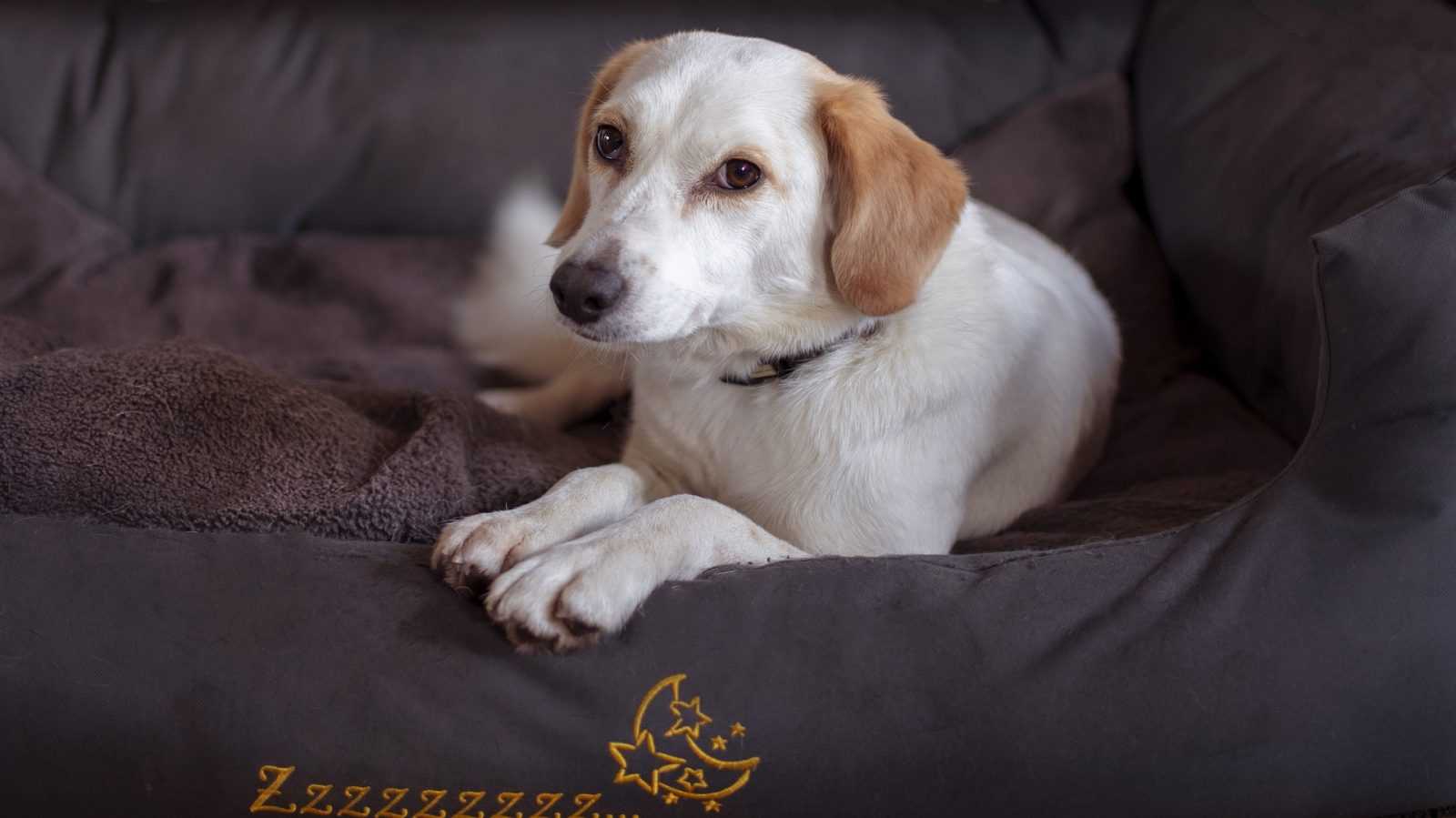 apprendre la propreté à un chiot