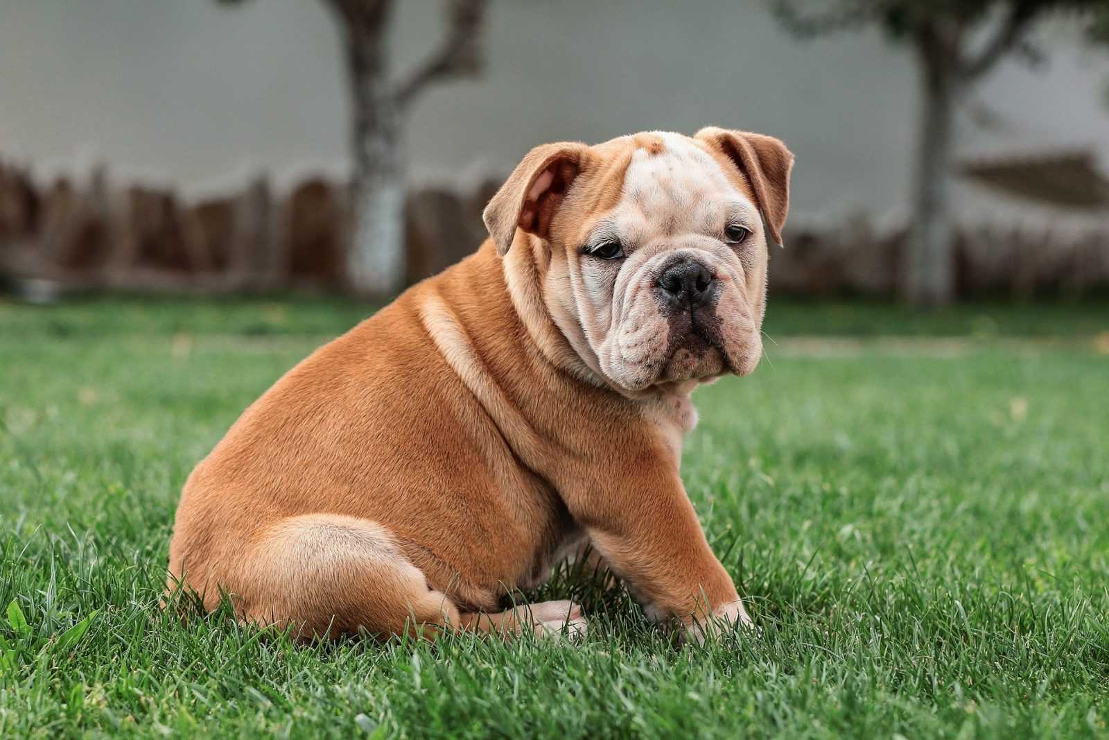 comment apprendre la propreté à un chiot