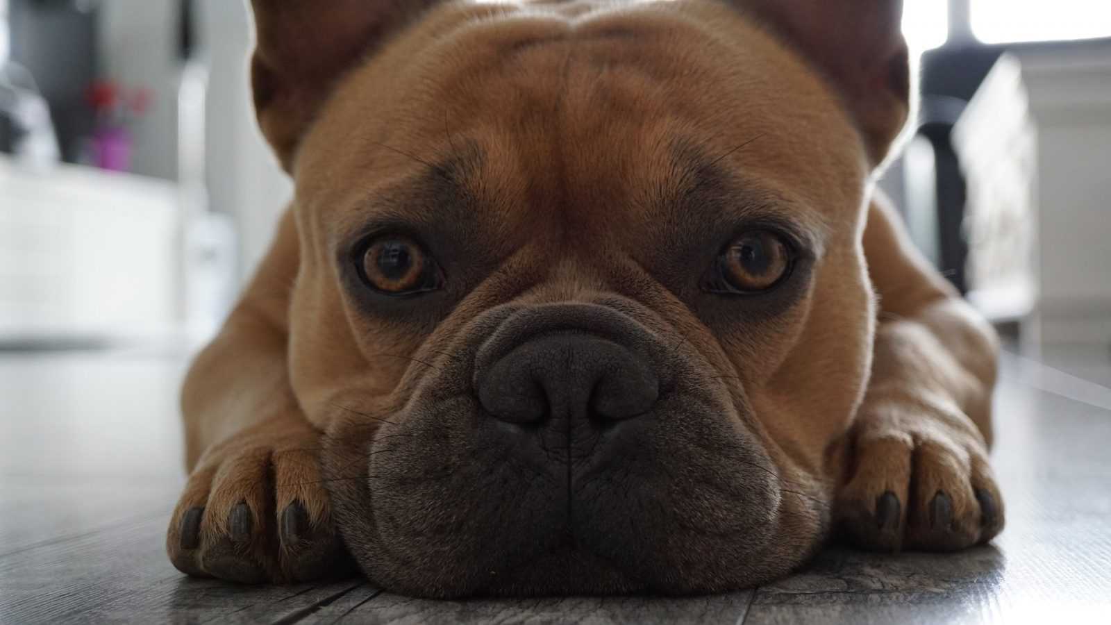 propreté chiot