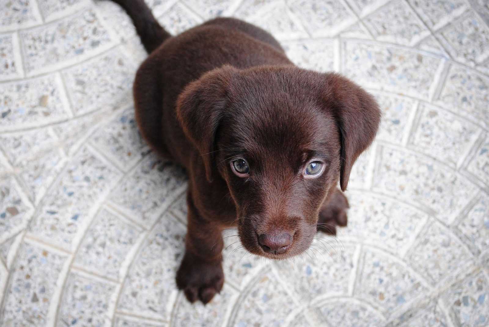 a quel age un chiot est propre