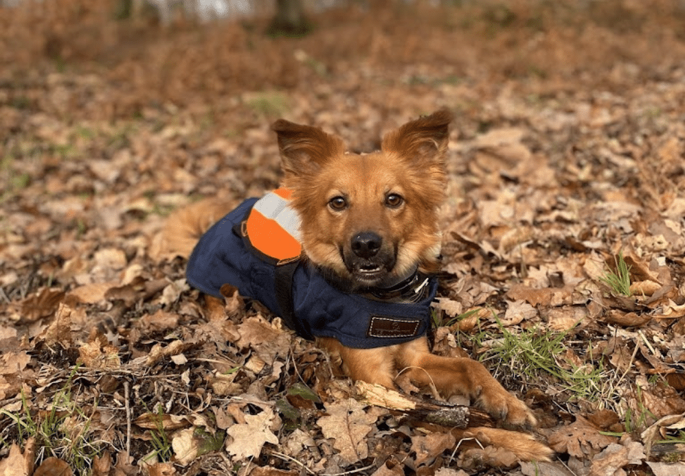 éducateur canin Ille-et-Vilaine