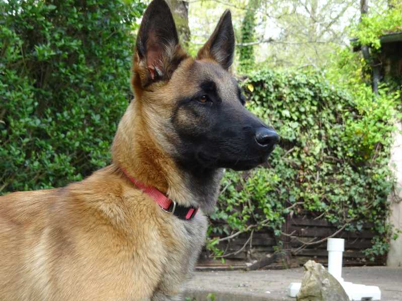dresseur chien ille-et-vilaine