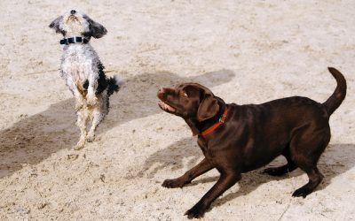 Mon chien saute : 3 étapes pour le stopper