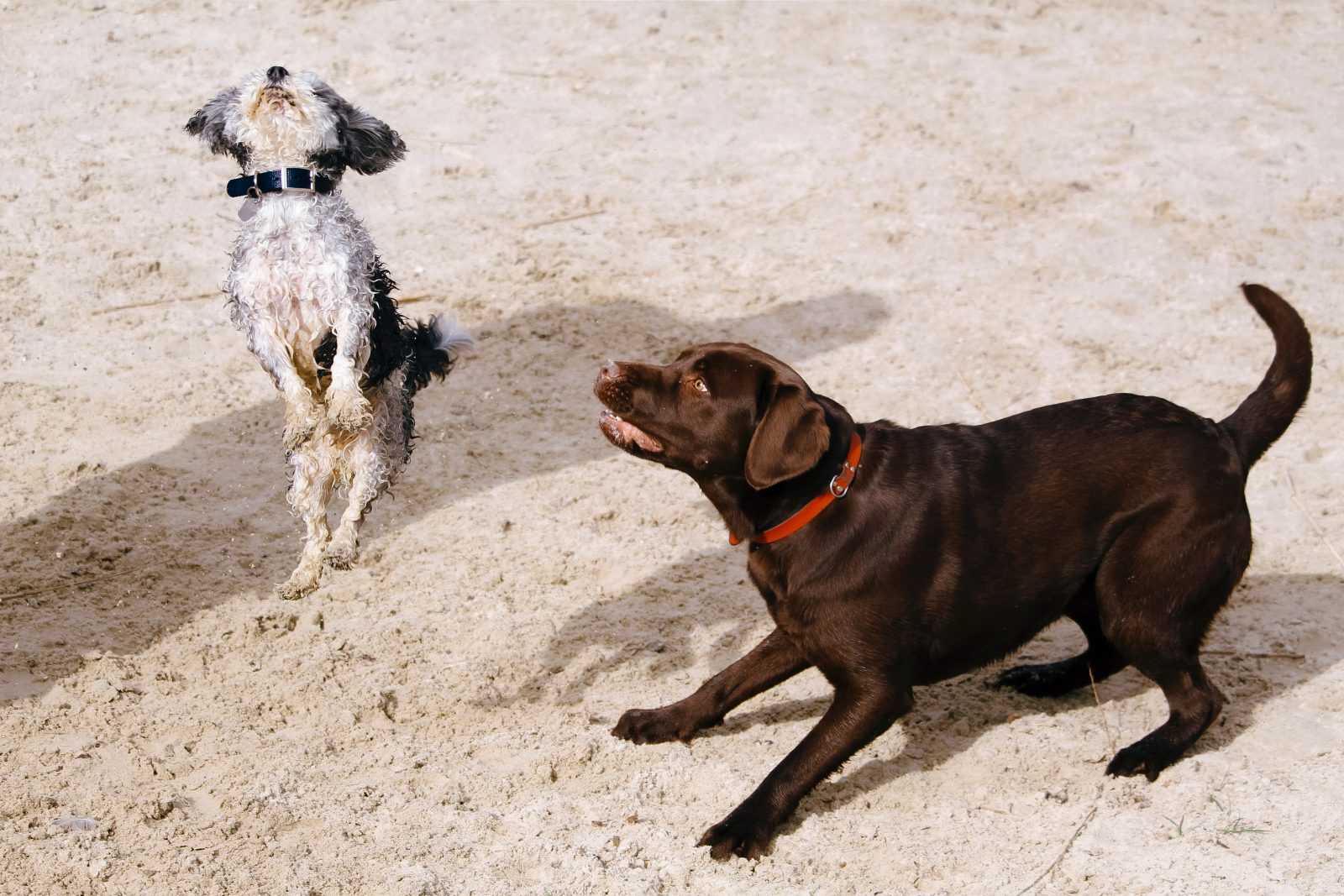 chien qui saute