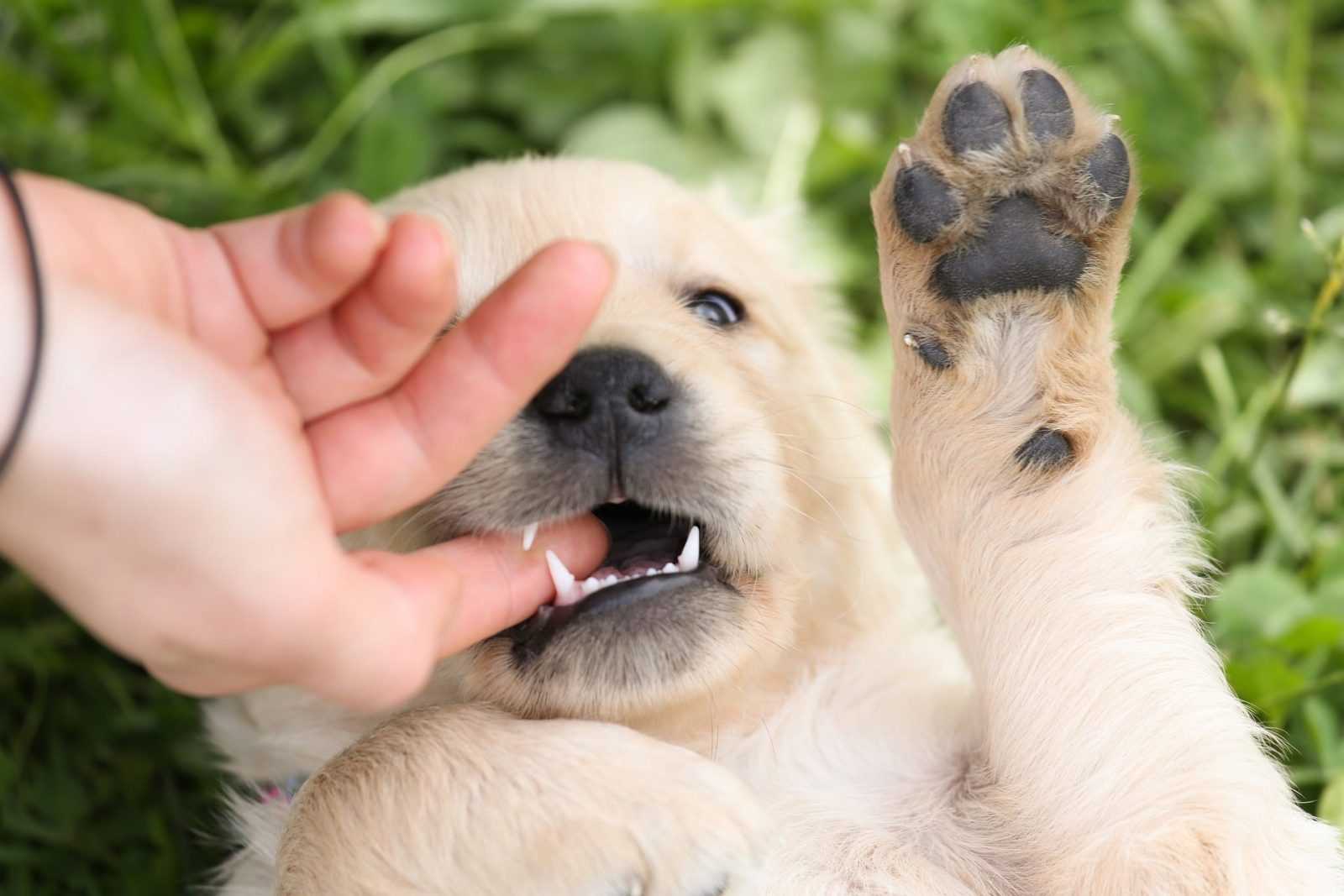 mon chien saute et mordille