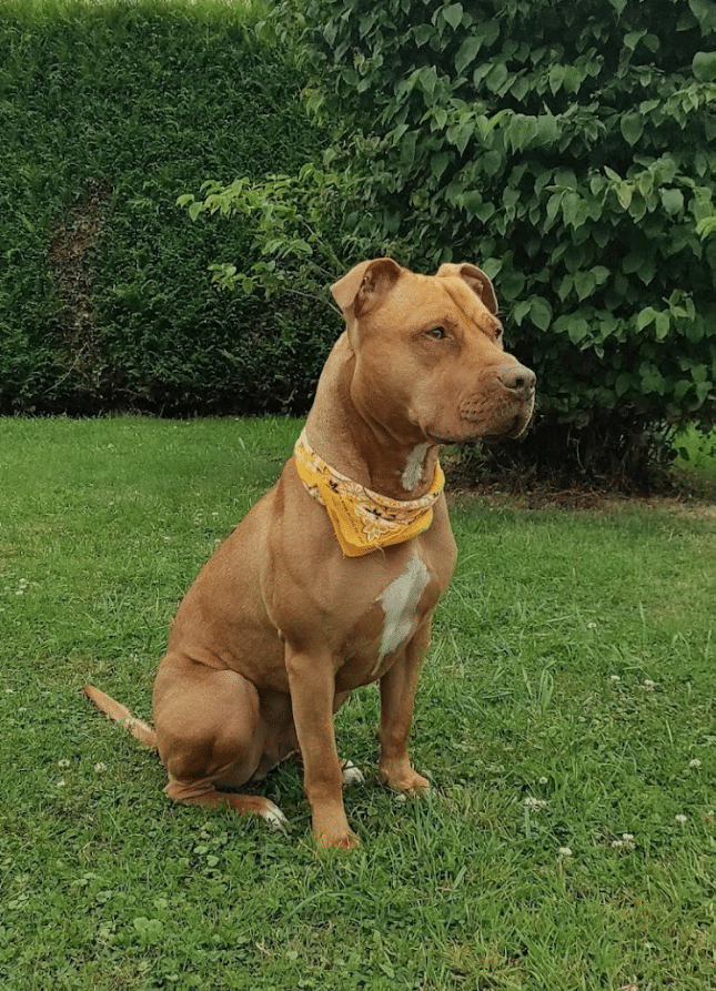 éducateur canin Ille-et-Vilaine