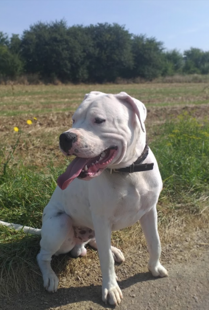 dresseur chien ille-et-vilaine