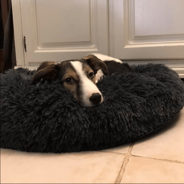 éducateur canin Ille-et-Vilaine