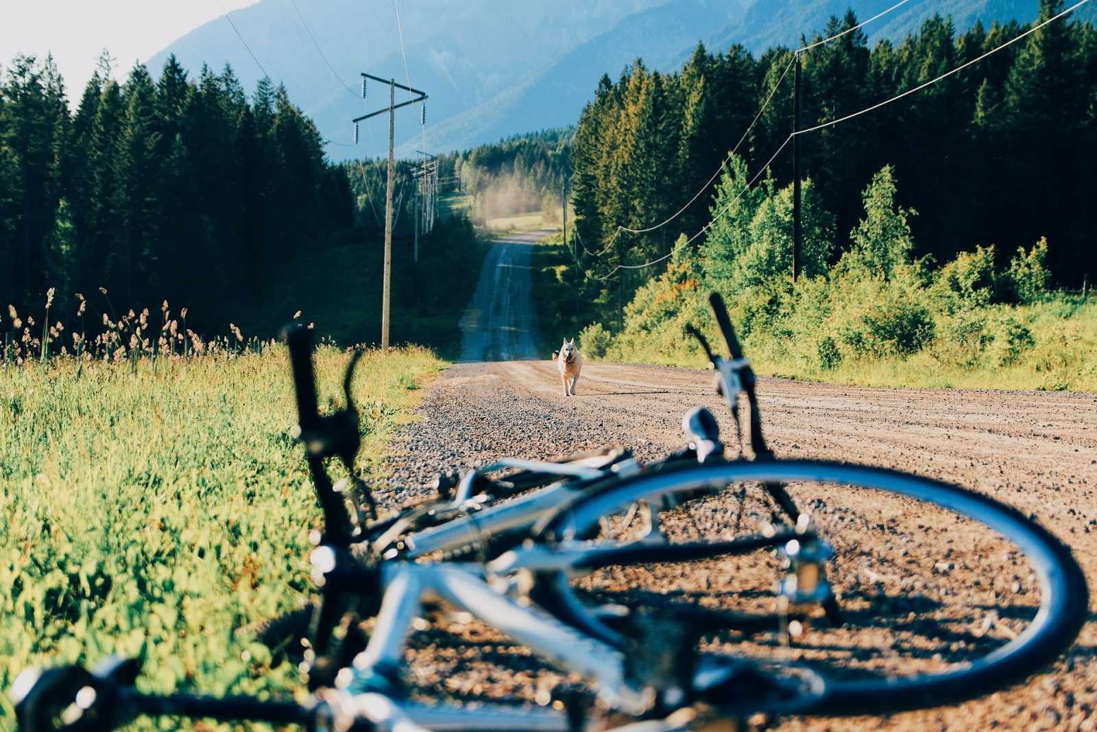pourquoi mon chien court après les vélos