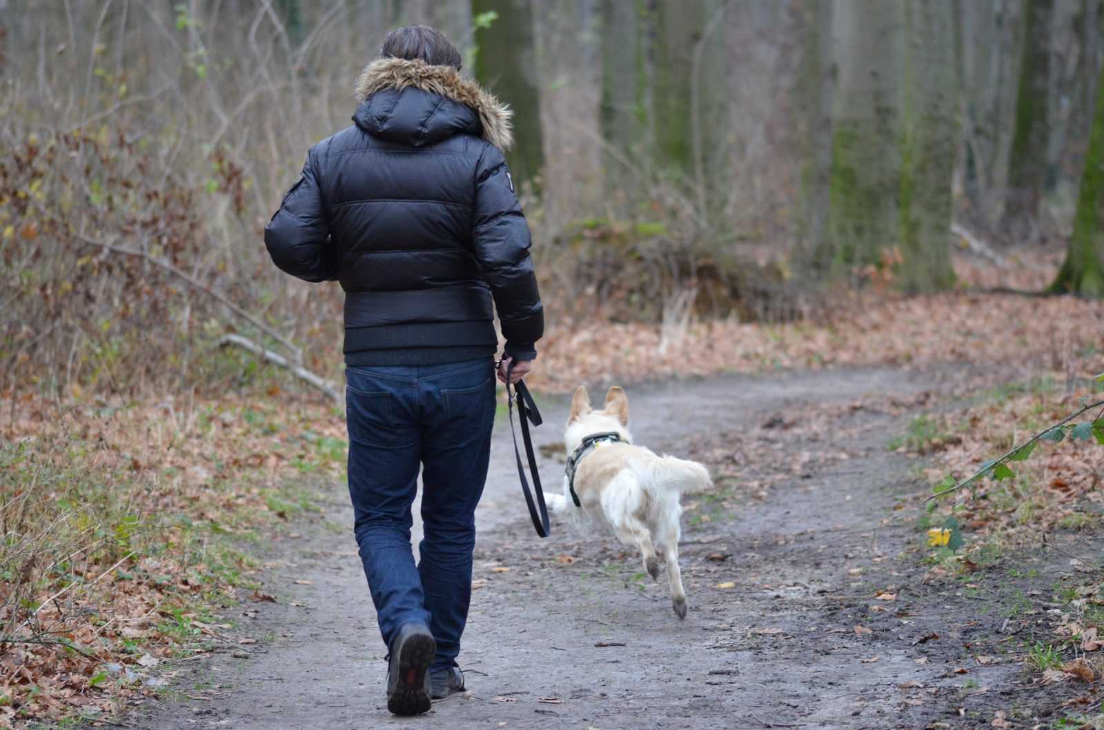 mon chien court après les chats