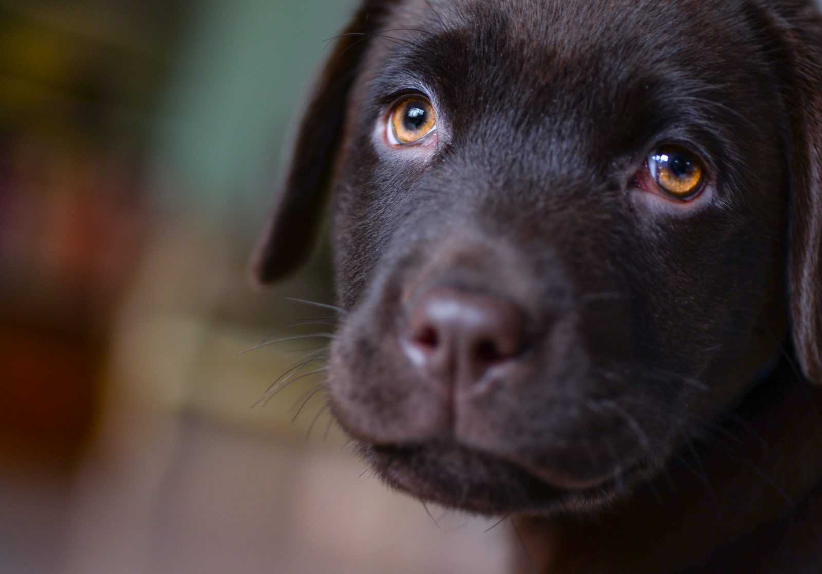 anxiété de séparation chien