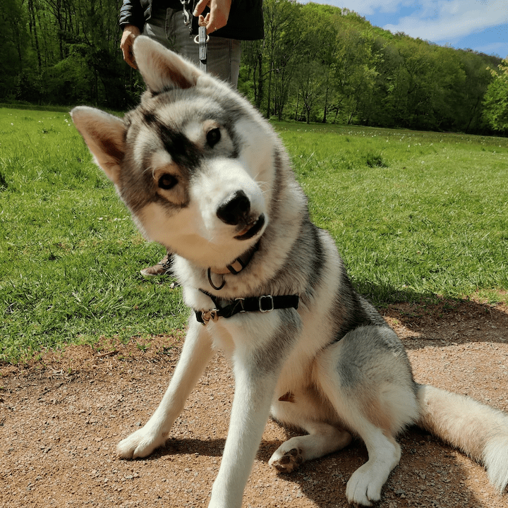 éducation canine Ille et vilaine