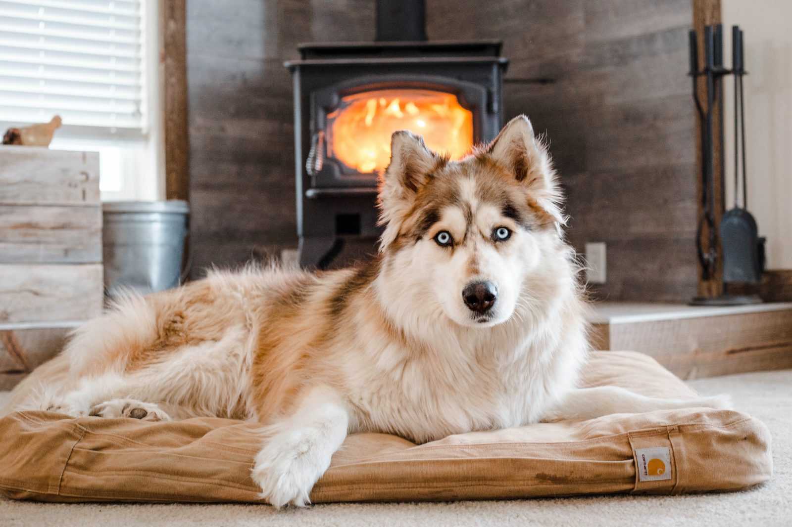 Pourquoi mon chien gratte