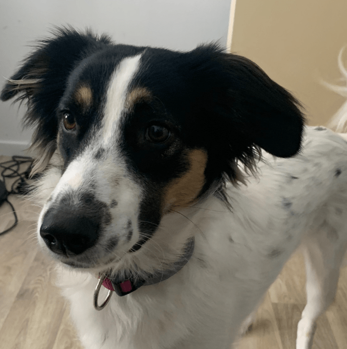 dressage chien Ille et vilaine