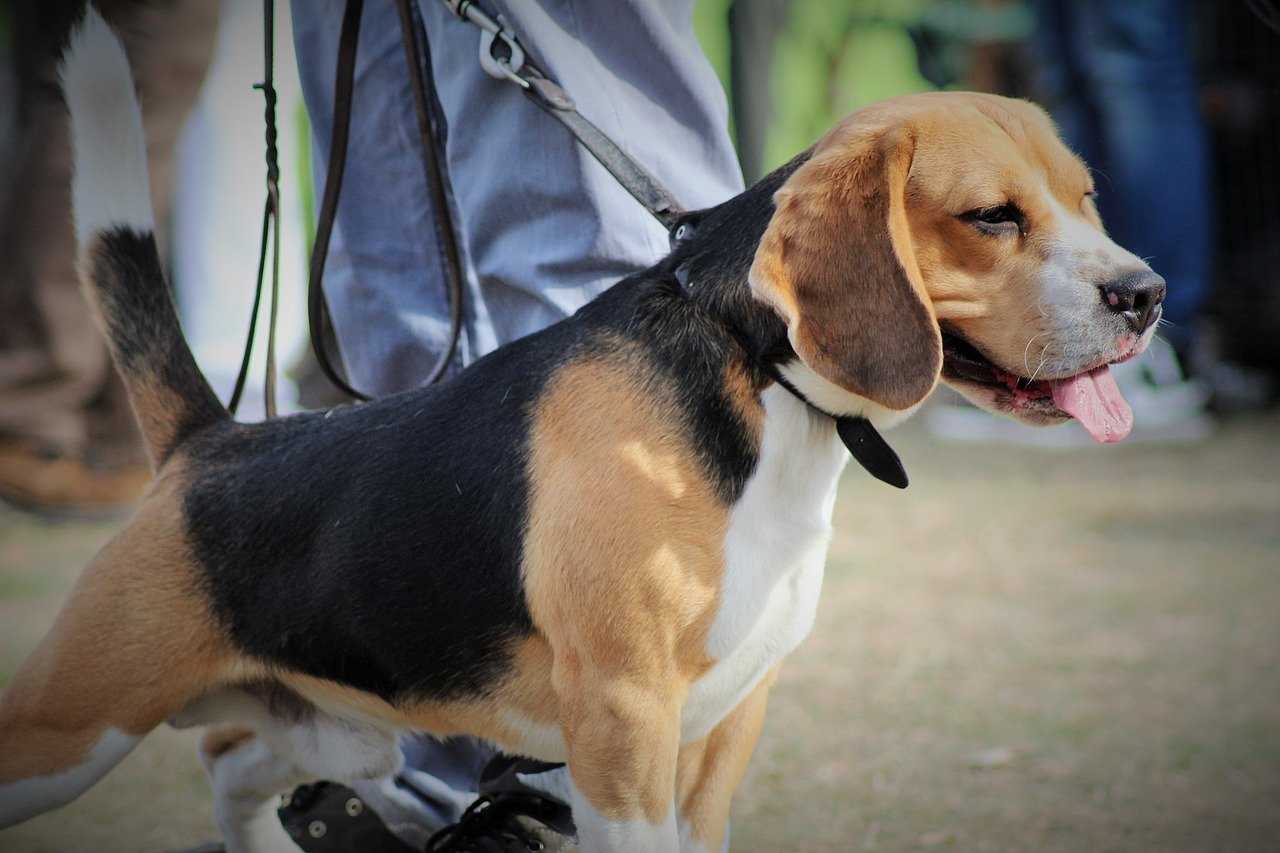 comment faire obéir son chien