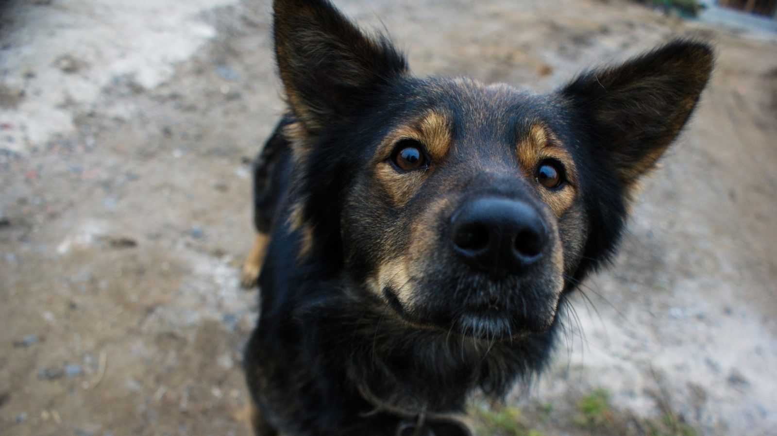 faire obéir son chien