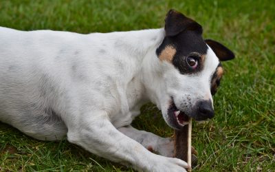 Pourquoi choisir les bois de cerf pour mon chien ?