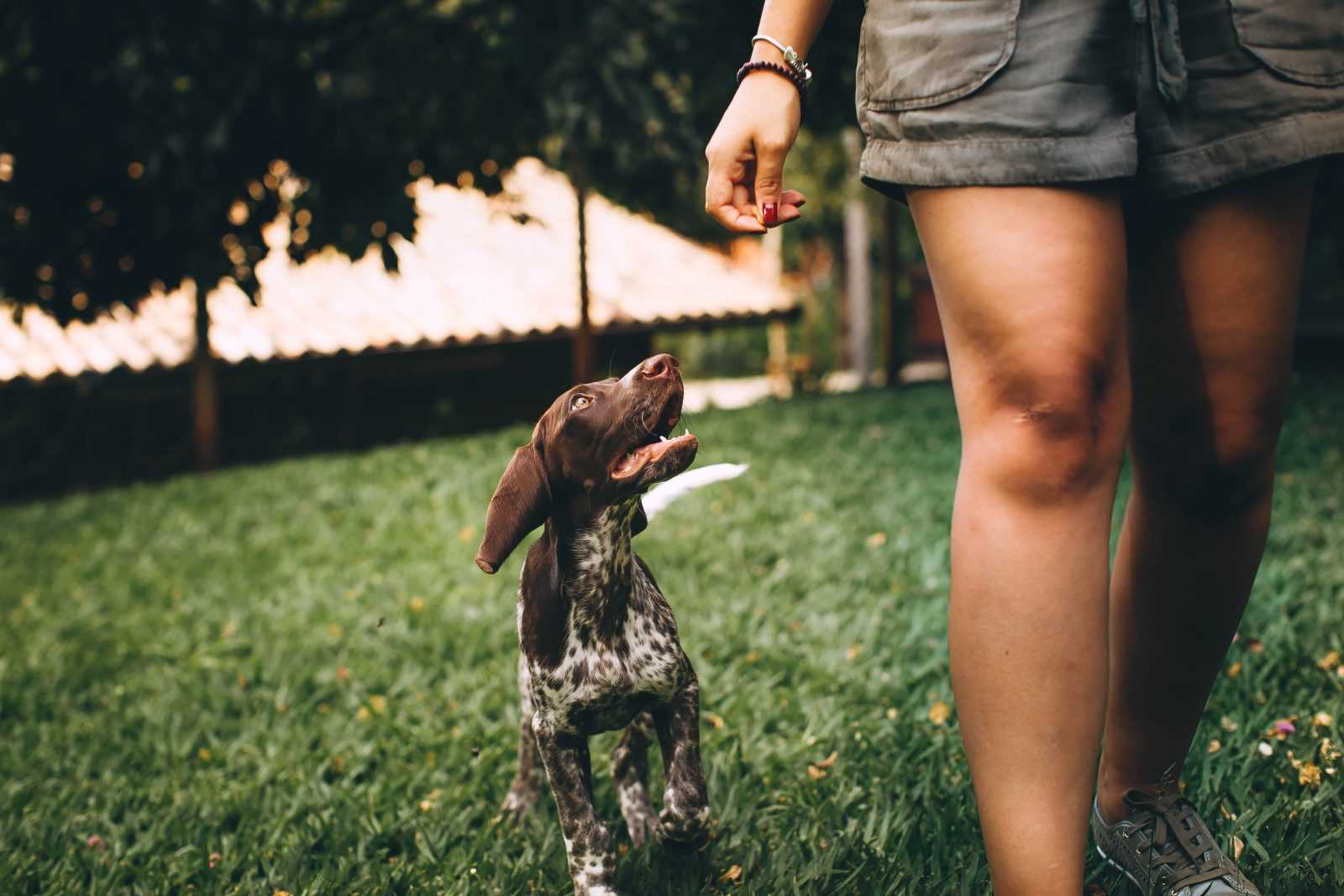 conditionnement chien
