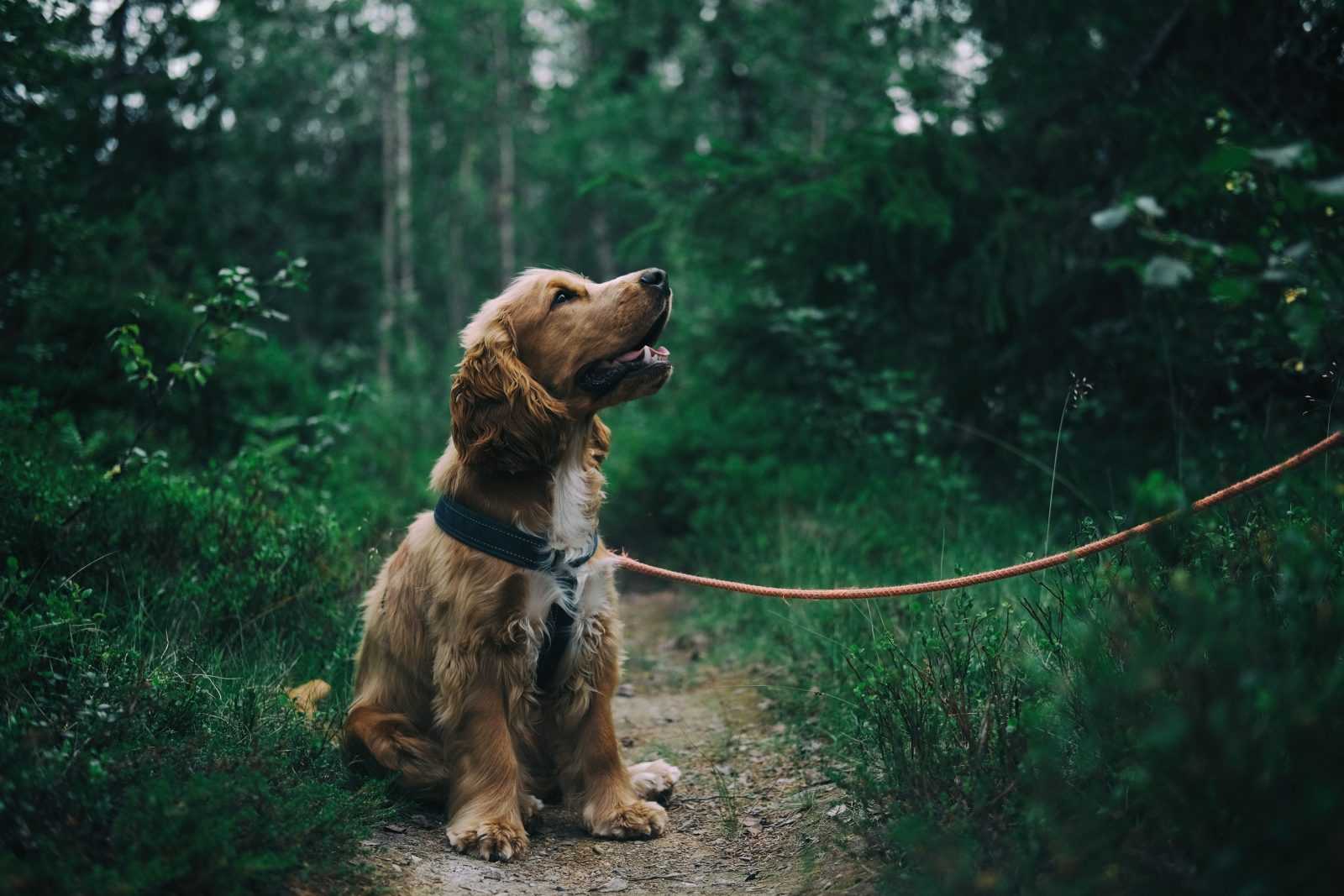 pavlov chien