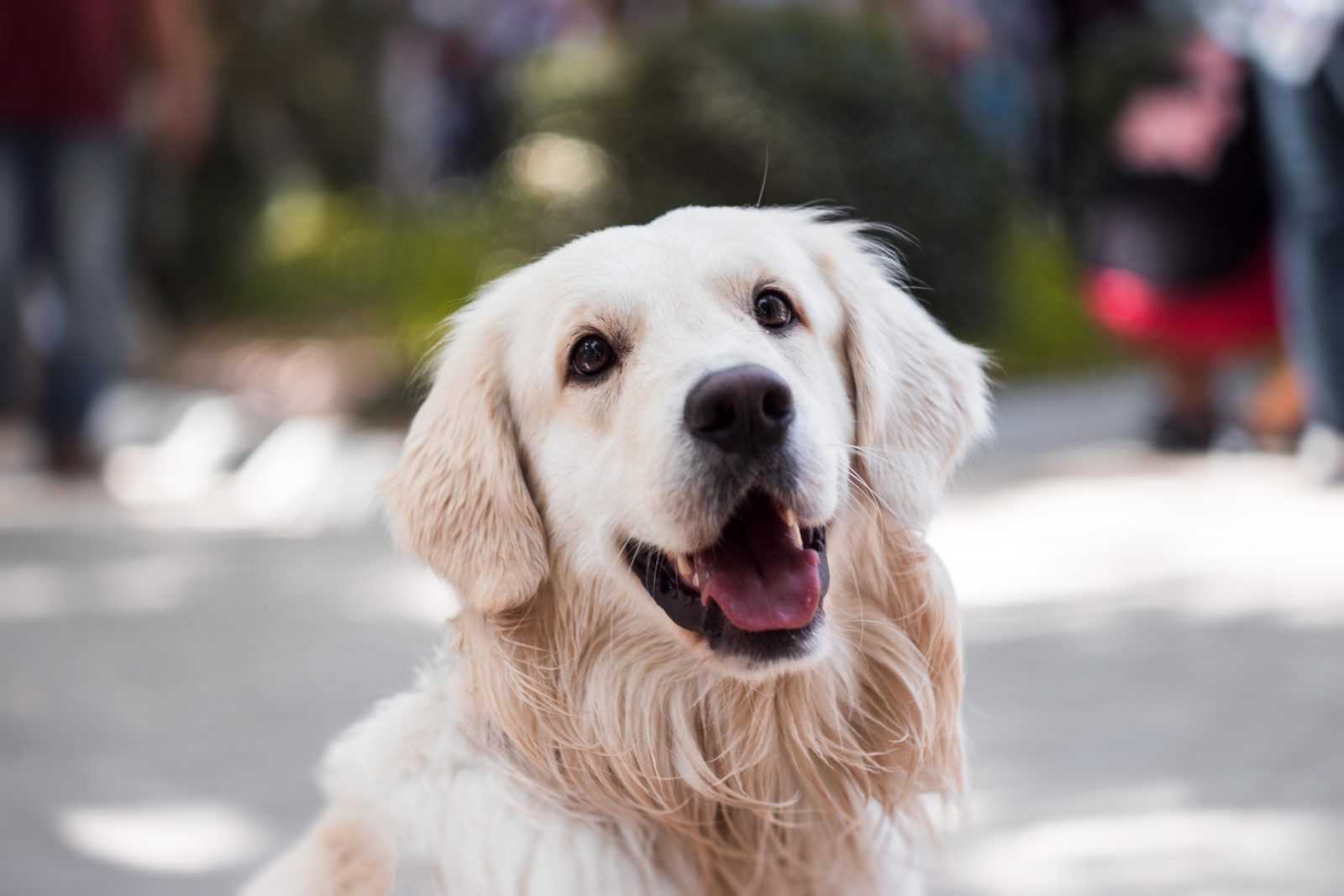 conditionnement classique chien