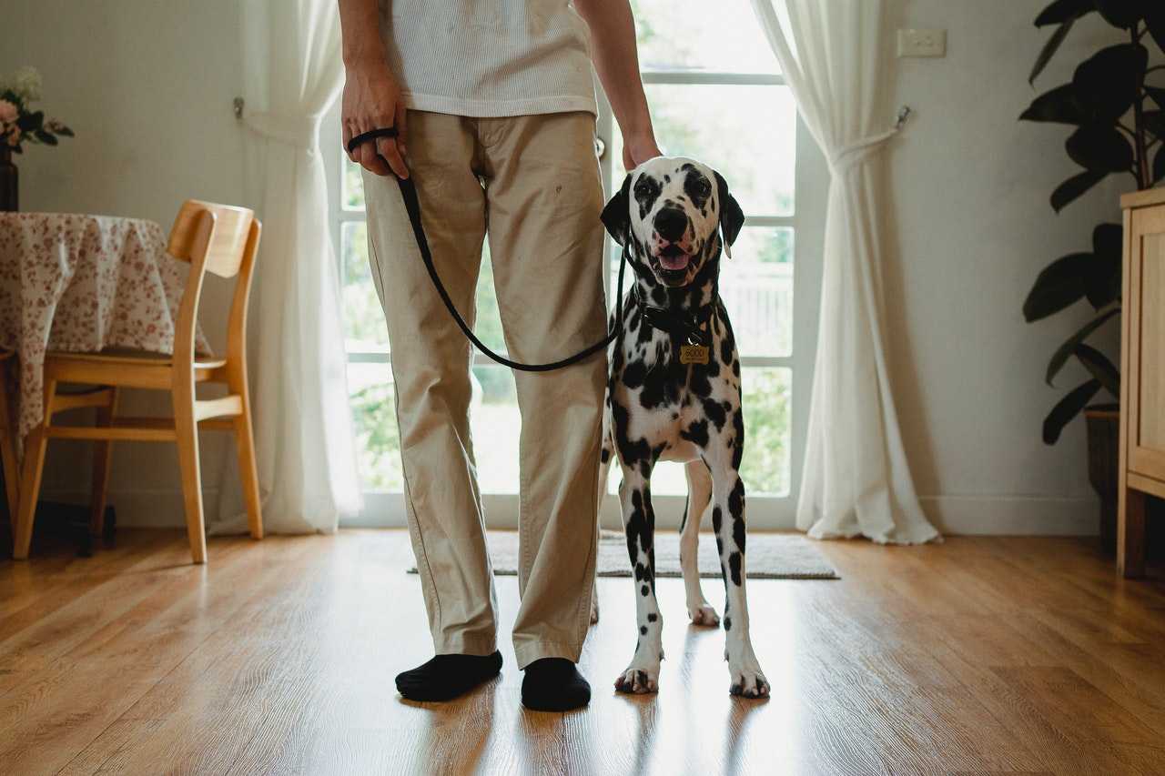 Salaire éducateur canin