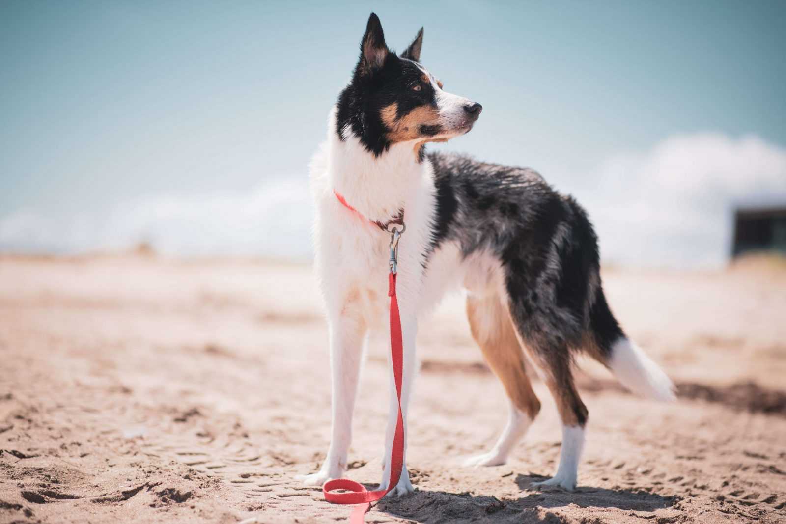 comment vivre du métier d'éducateur canin
