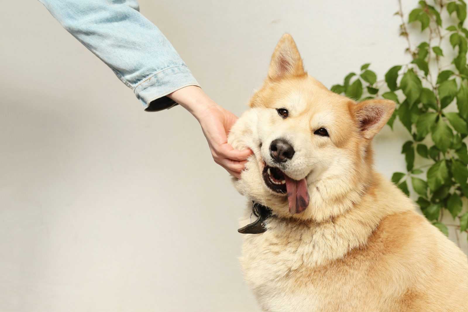 débouchés du métier éducateur canin