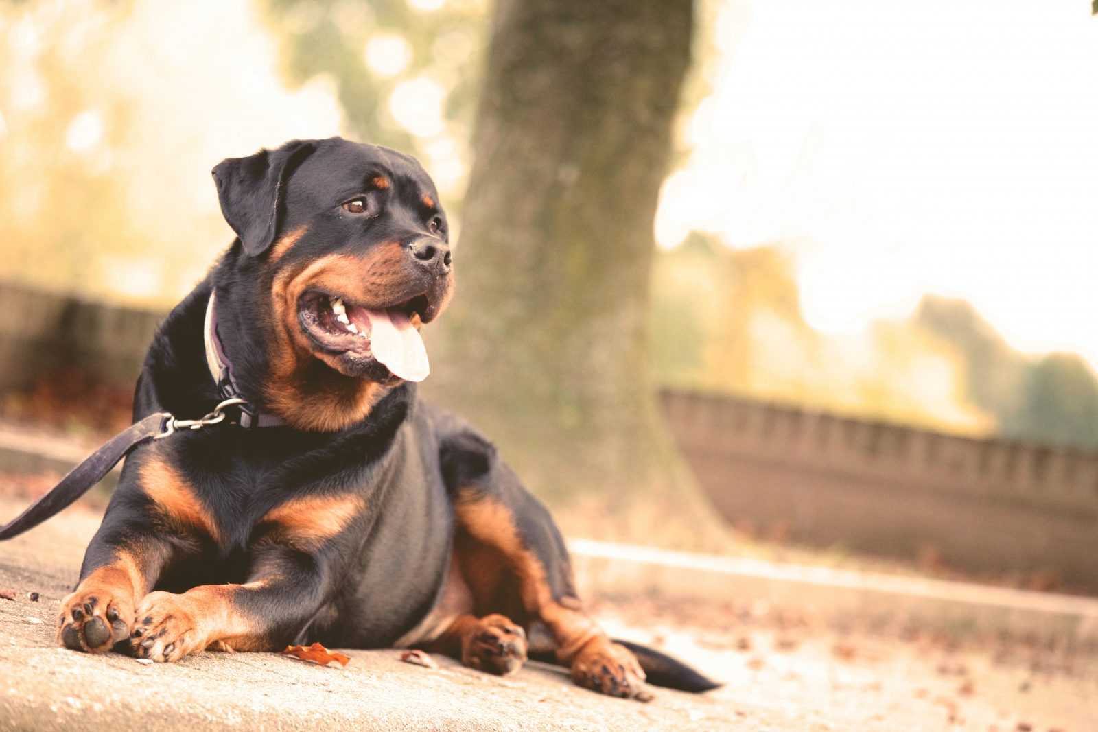 formation comportementaliste canin