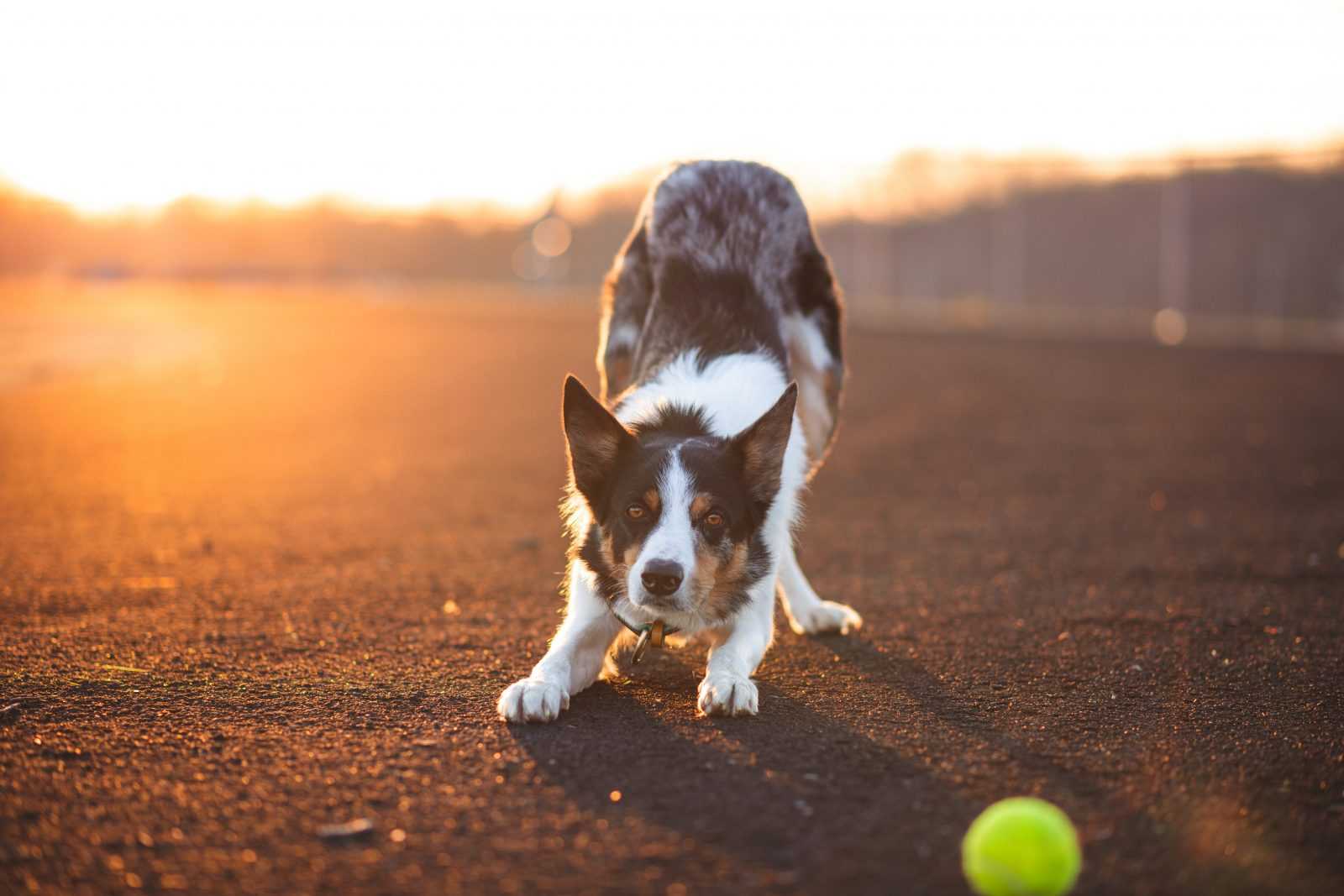 Chien qui s'étire