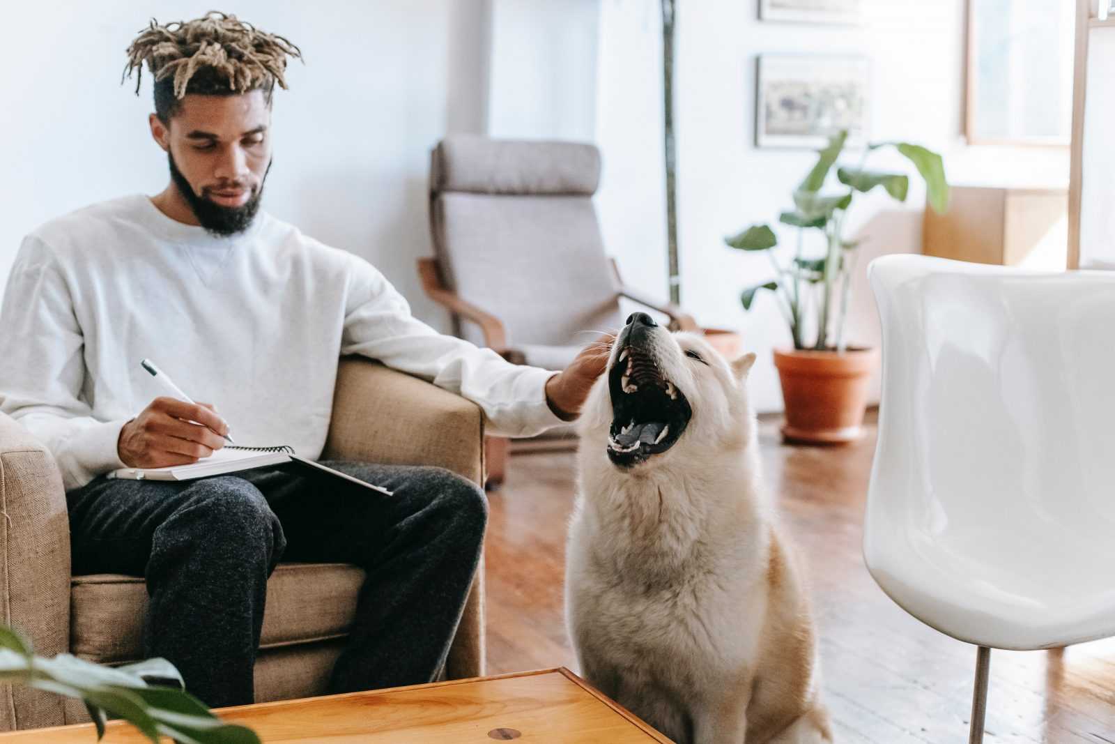 Les signaux d’apaisement du chien