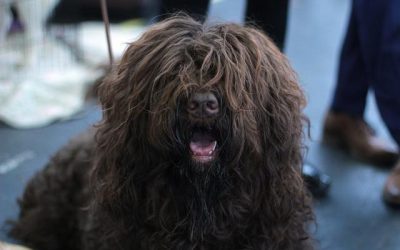 Toiletteur chien Bourg-en-Bresse : les 6 meilleures adresses pour le toilettage de votre chien
